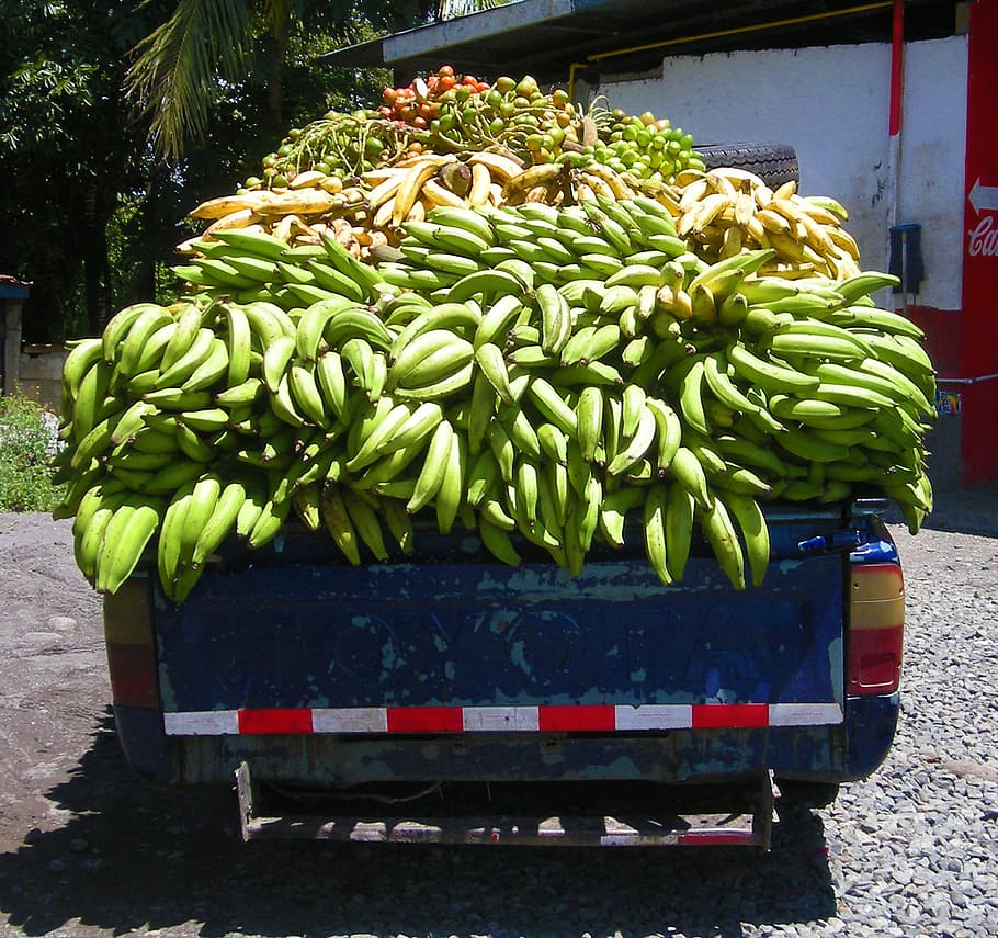 green bananas on truck, plantain, panama, food, fruit, yellow