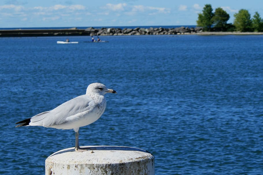 seagull, bird, fly, wings, feather, wildlife, beak, dom, outdoor HD wallpaper