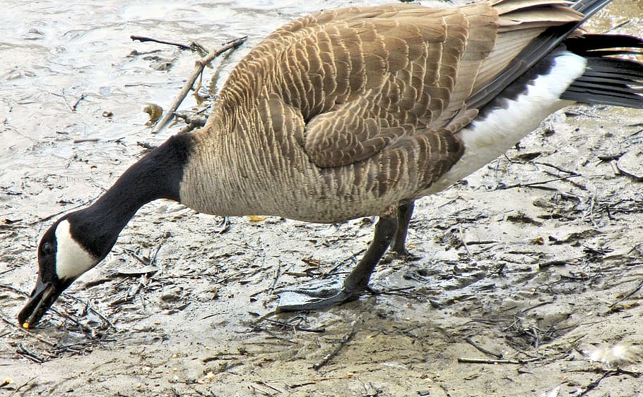 Canada goose clearance 10k 2018 4k