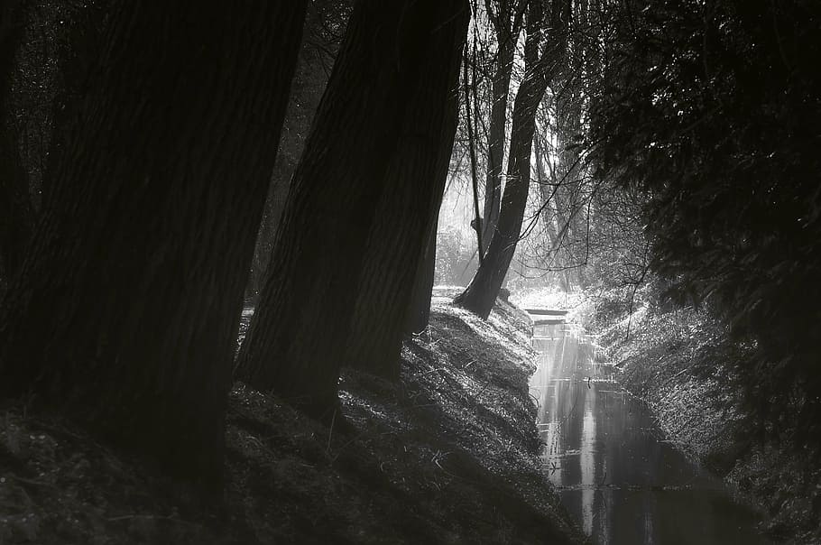 grayscale shot of forest, river, water, nature, flow, landscape HD wallpaper