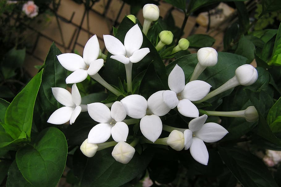 flower, perfumed, white, flowering plant, vulnerability, fragility HD wallpaper