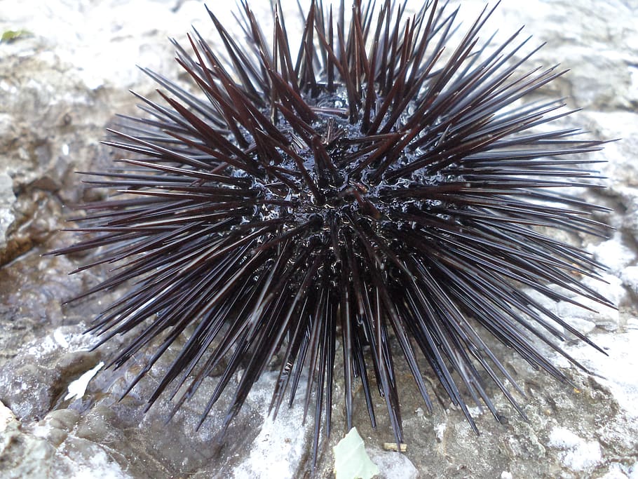 marine, hedgehogs, animal, sea urchin, animals in the wild HD wallpaper