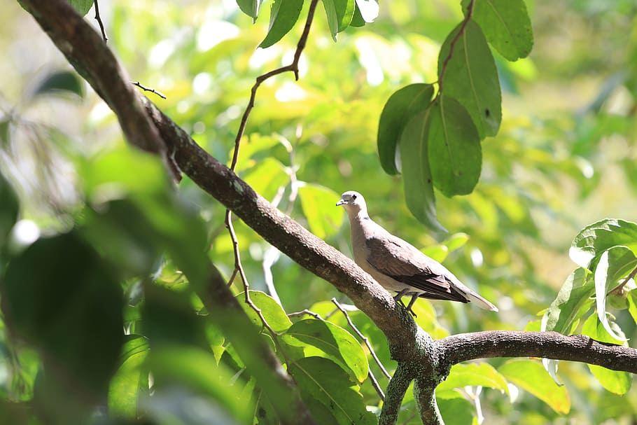 bird, peace, tree, birds, animal wildlife, animals in the wild HD wallpaper