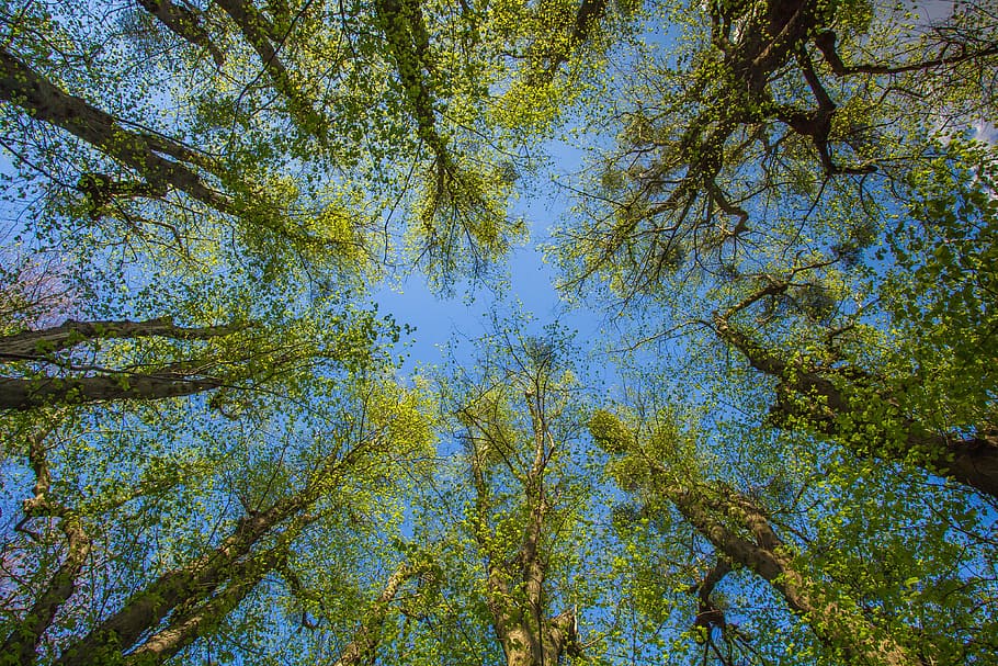 Forest, Trees, Spring, Circle, England, nature, pine tree, outdoors HD wallpaper