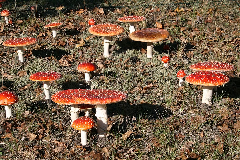 fly agaric, mushrooms, red, close, fungal species, gift, toxic HD wallpaper