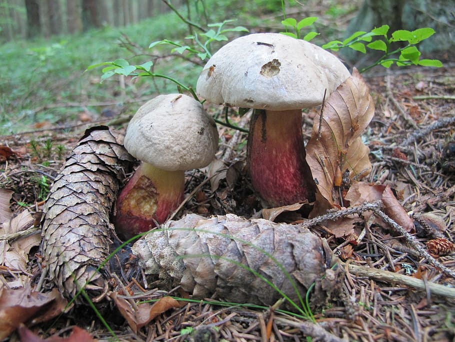 boletus calopus, fungus, forest, autumn, nature, food, mushroom, HD wallpaper