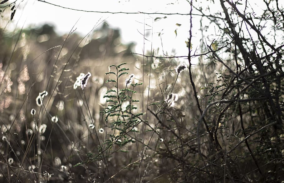 nature, grass, light, plant, tree, focus on foreground, growth HD wallpaper