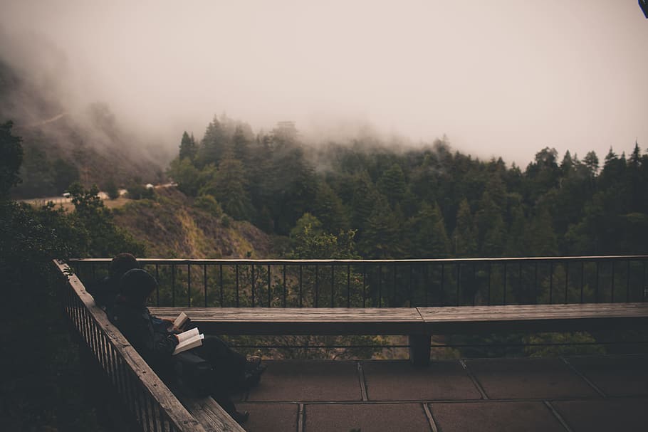 two people sitting on outdoor bench with cloudy sky and pine trees, two person sitting on bench while reading books HD wallpaper