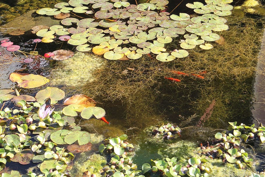 Pond, Water, Nature, Reflection, green, lily, plant, natural HD wallpaper