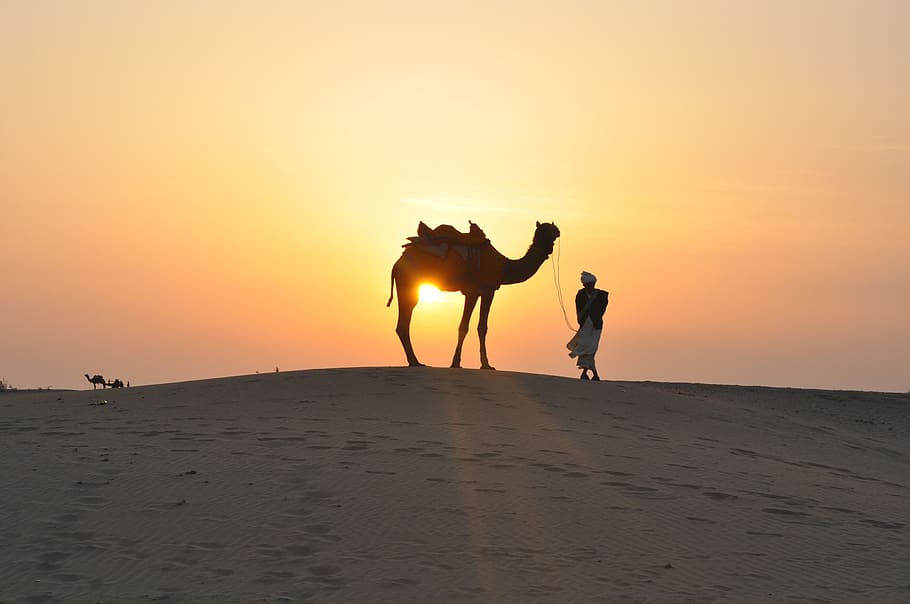 silhouette photography of man holding camel during golden hour, HD wallpaper