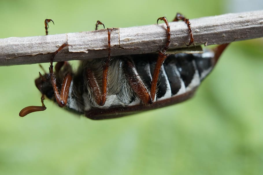 maikäfer, may, beetle, insect, spring, creature, chitin shell HD wallpaper