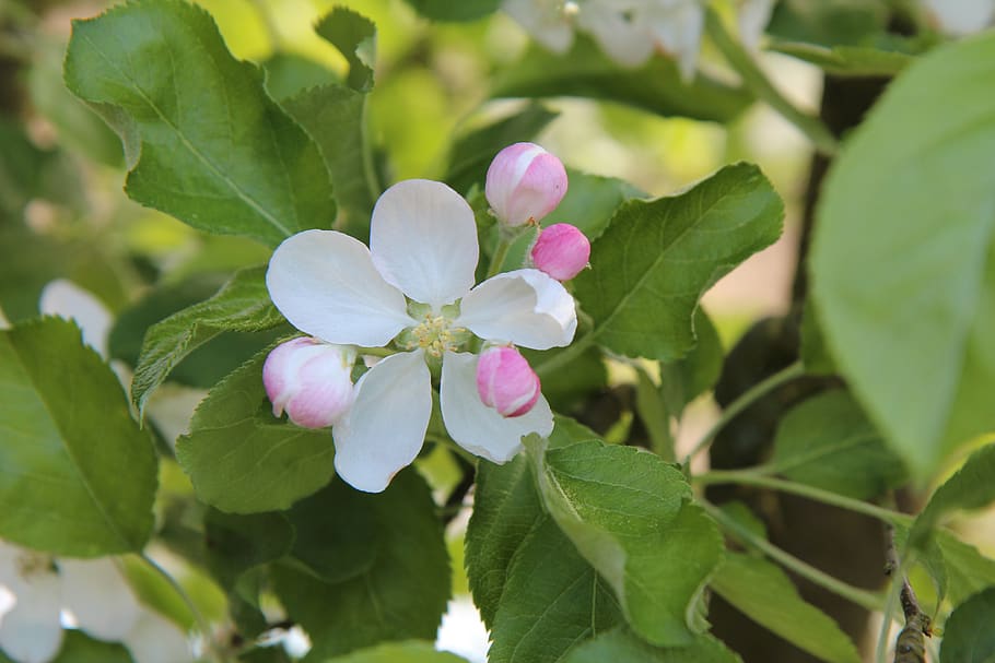 apple, fruit tree, spring-flowering, flowering plant, leaf HD wallpaper