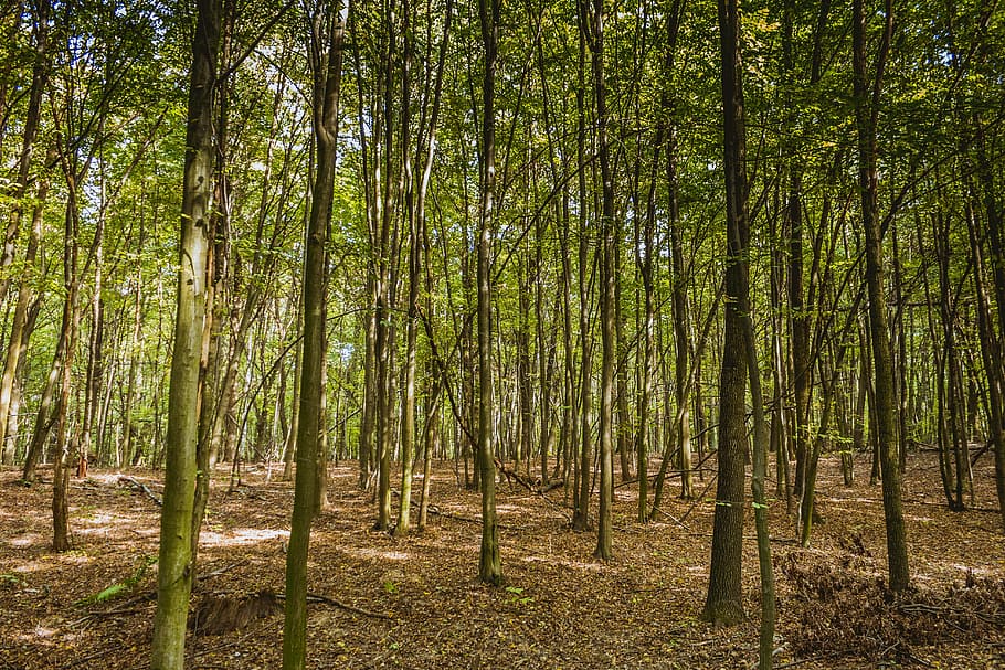 forest, a dense forest, spring, nature, litter, foliage, tree HD wallpaper