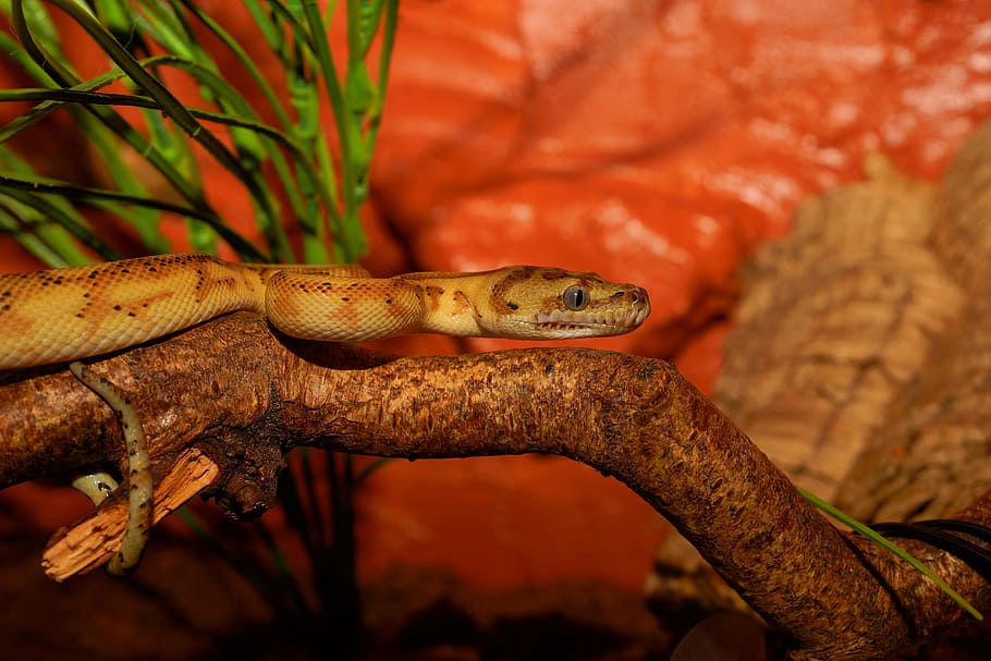 brown and black snake on branch, carpet python, terrarium, close HD wallpaper