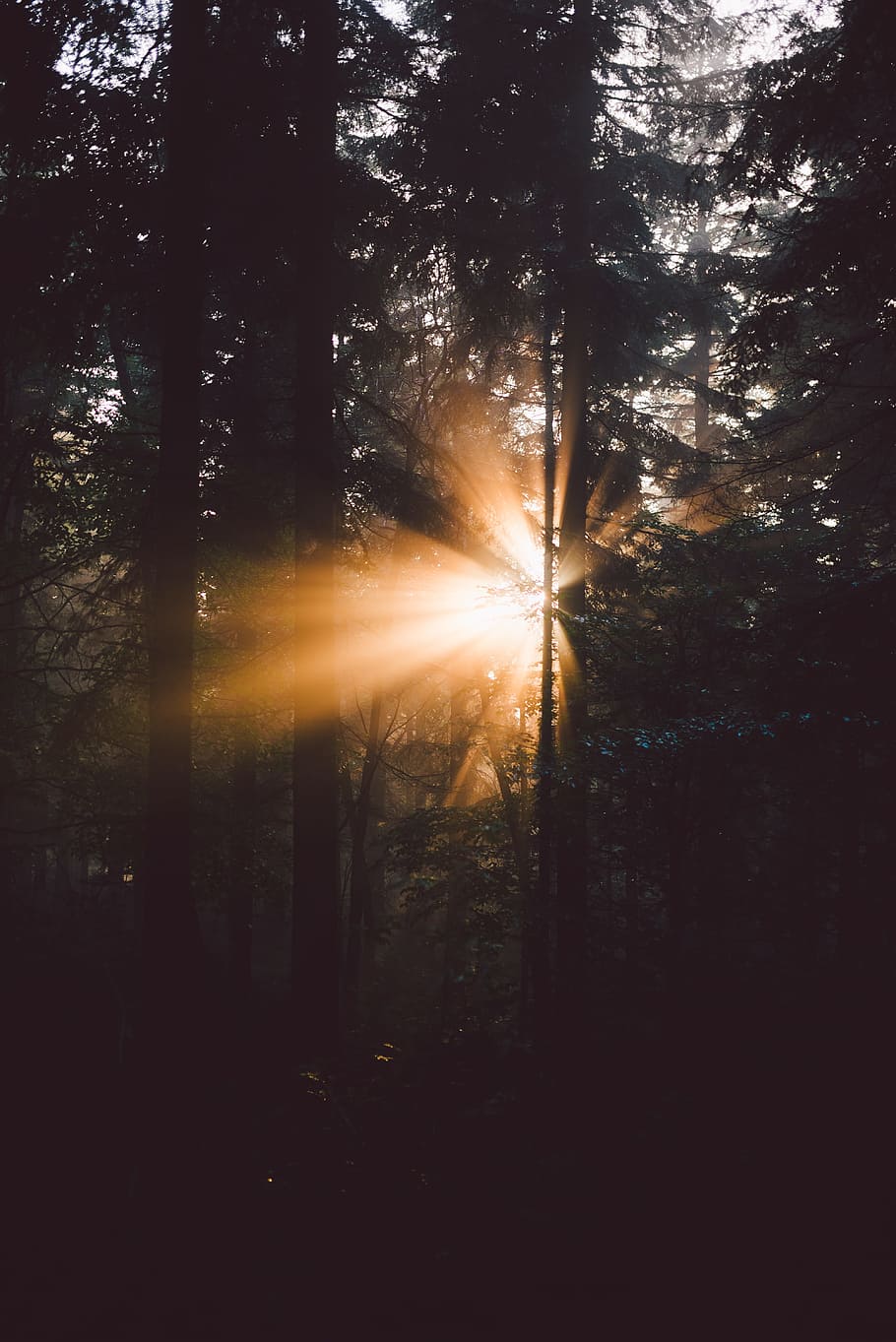 silhouette photo of trees during sunset, green leaf trees illuminated by sun's ray during daytime HD wallpaper