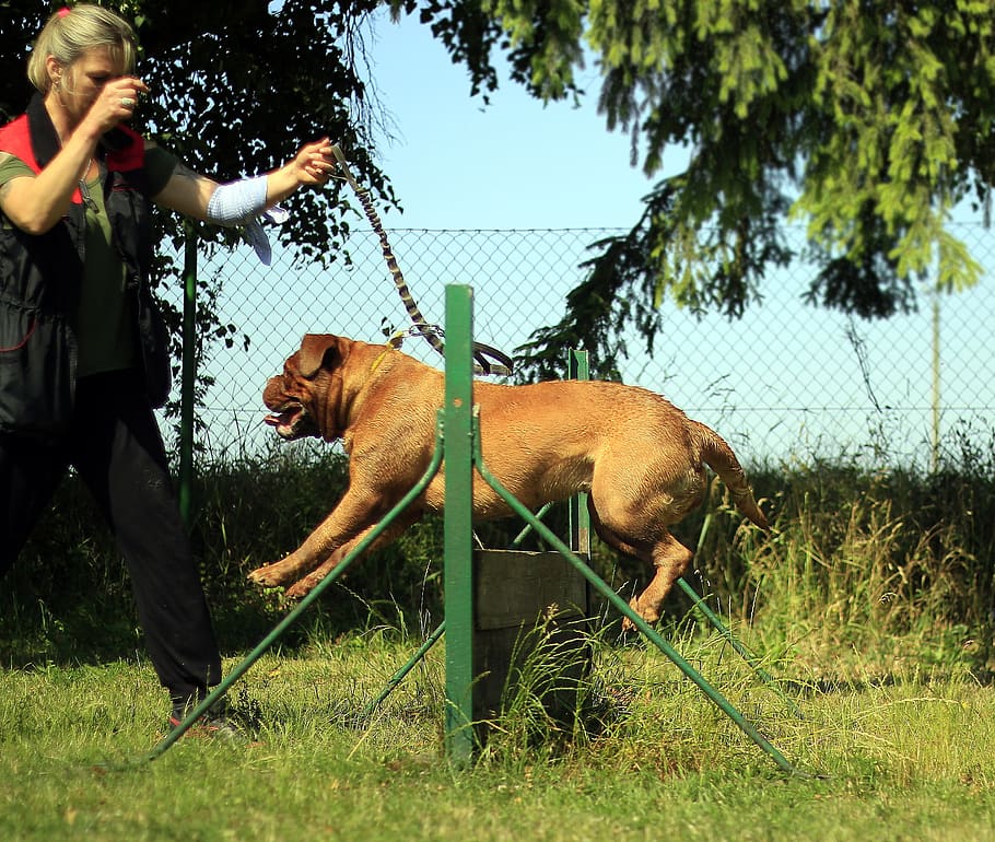 training, bordeaux, mastiff, dog, summer, nature, sunny, outdoor, HD wallpaper