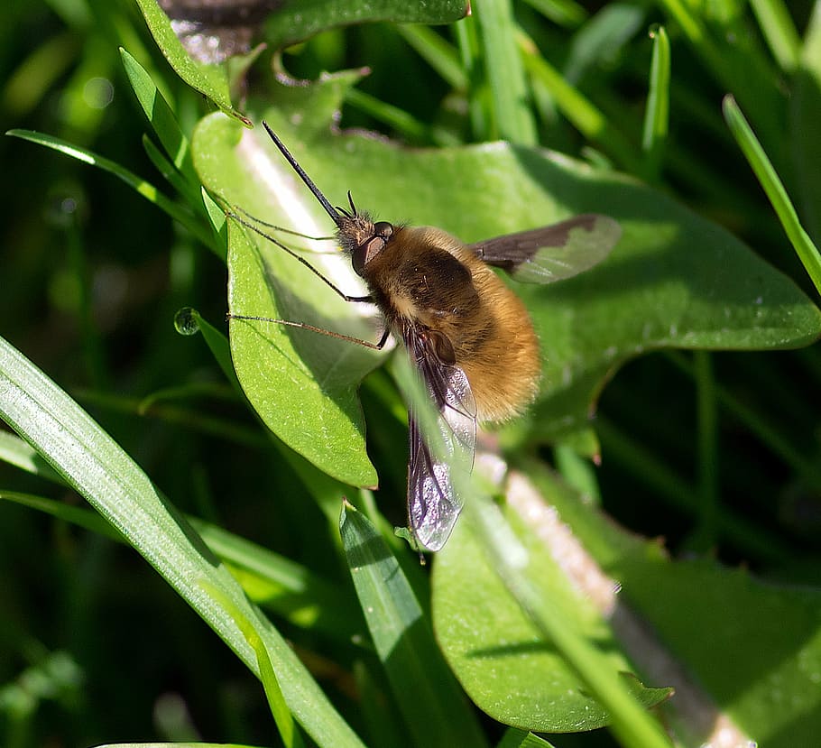 pollinator, diptera, great bombyle, insect, spring, bombylius major HD wallpaper