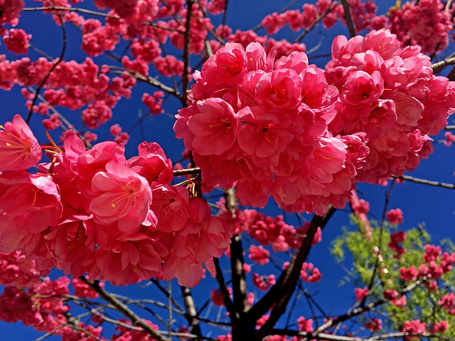 flower, red, spring, open, blooming, background, flowering plant HD wallpaper