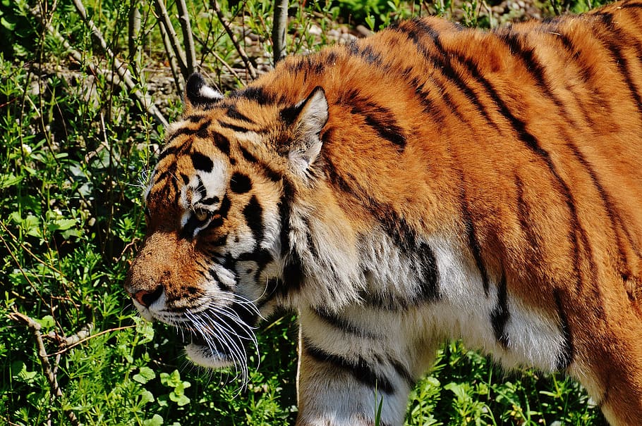 tiger, predator, fur, beautiful, dangerous, cat, wildlife photography HD wallpaper