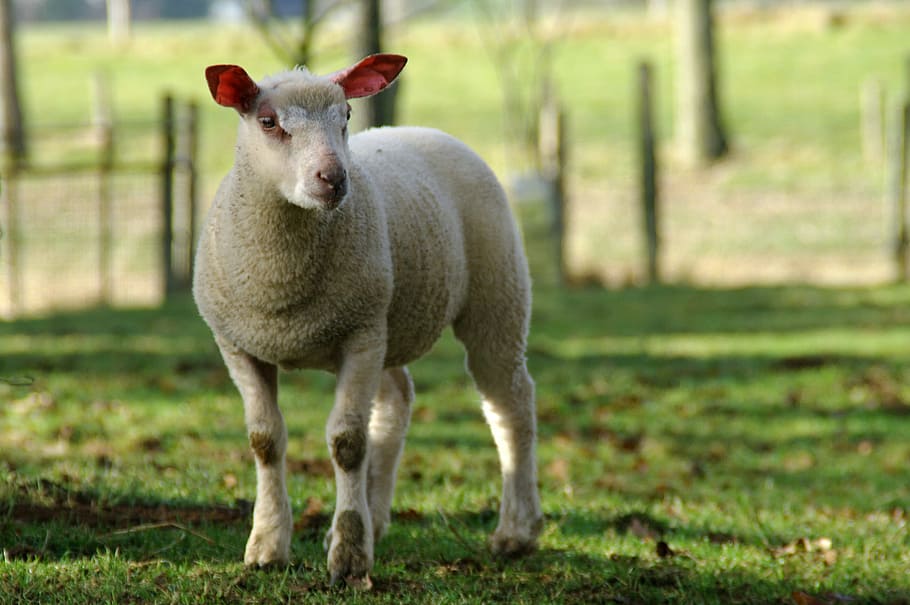 Lamb, Sheep, Nature, Breeding, farm, animal, livestock, agriculture HD wallpaper