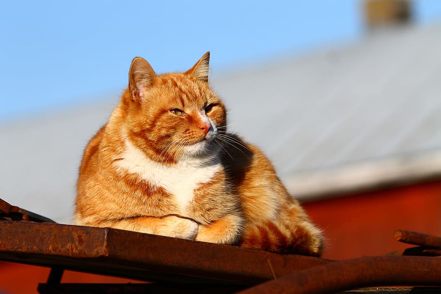 orange cat lying on brown wooden board, Cat, Cat, Kitty, Fluffy HD wallpaper