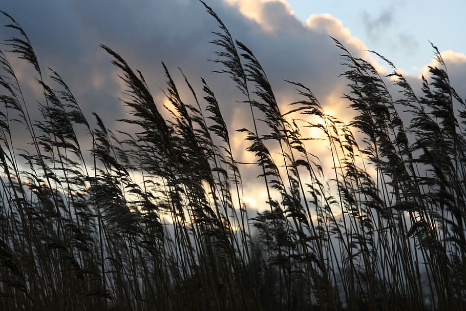 reed, clouds, ominous, light, dark, sky, plant, growth, beauty in nature HD wallpaper