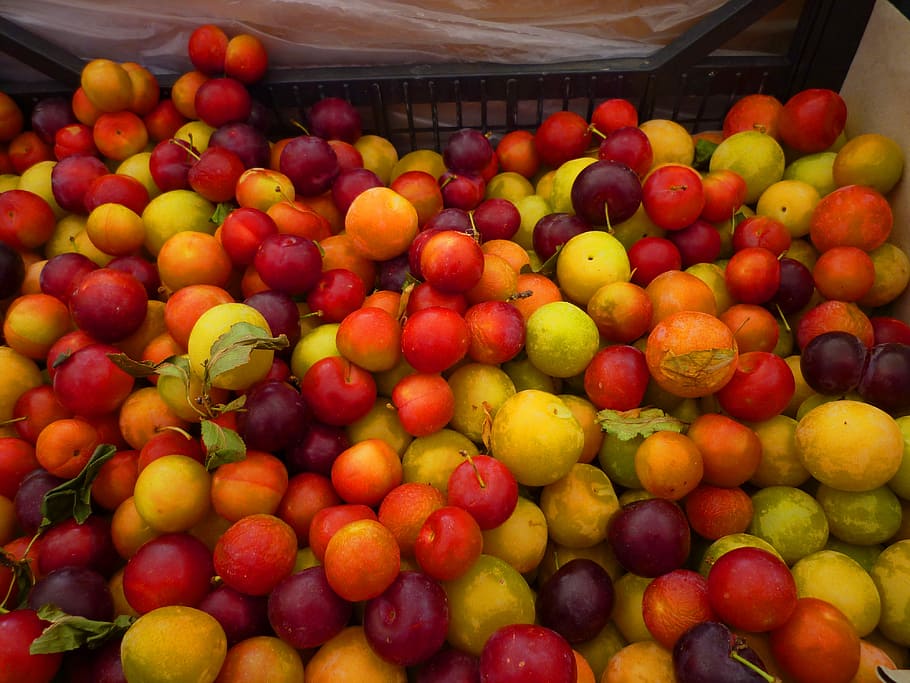 Plums, Fruit, Sweet, Red, Orange, colorful, market, frisch HD wallpaper