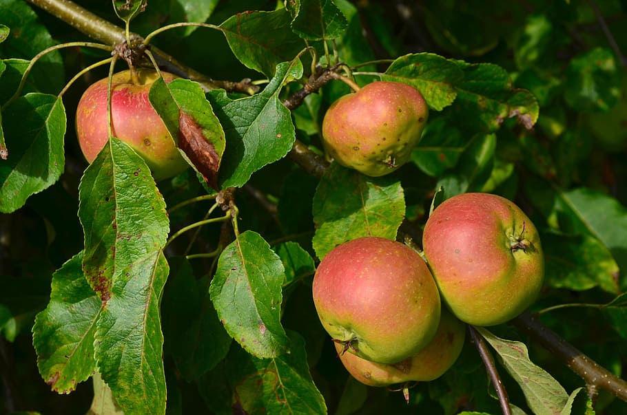 apple, apple tree, fruit, autumn, food and drink, healthy eating HD wallpaper