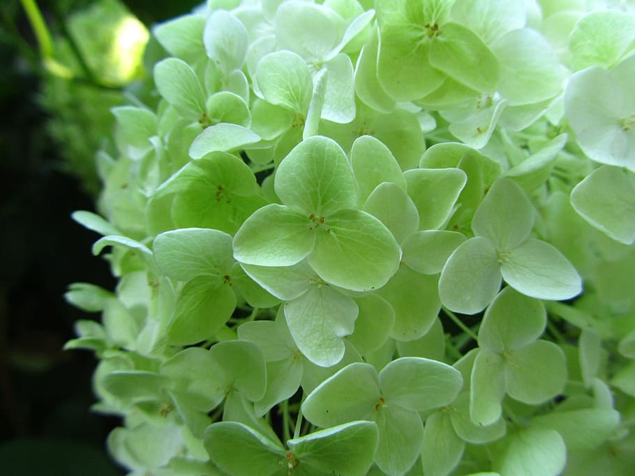 hydrangea, limelight, flower, nature, plant, blossom, floral HD wallpaper