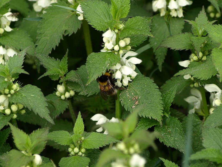dead nettle, white deadnettle, hummel, plant, growth, animal themes HD wallpaper