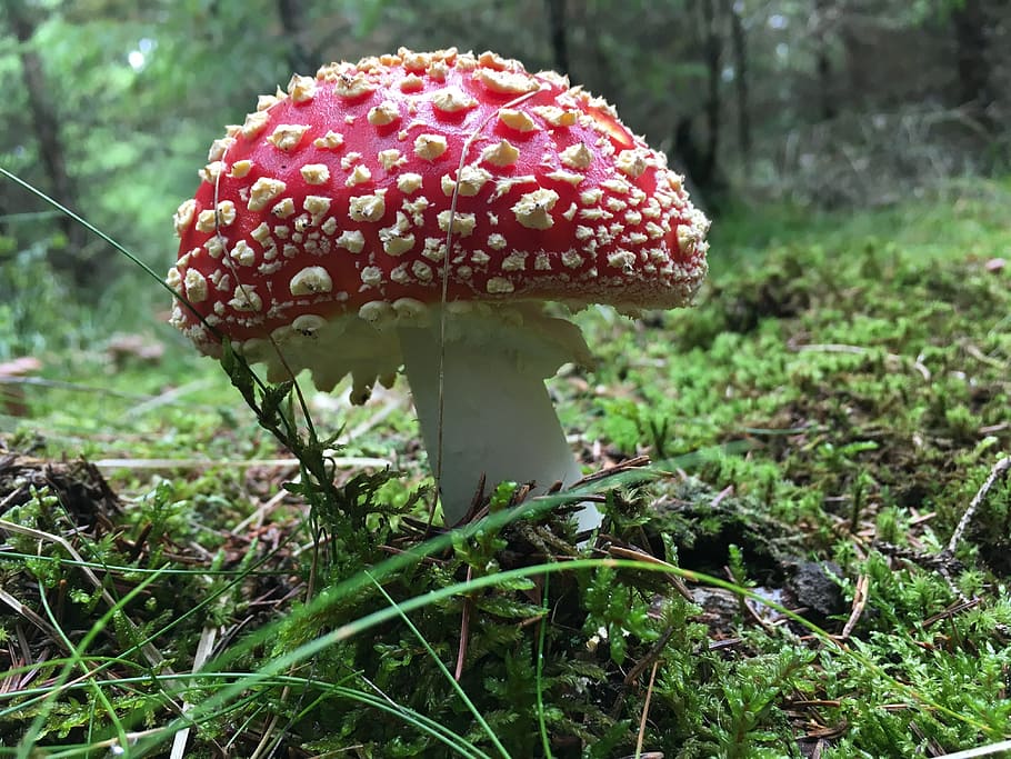 fungus, toadstool, nature, forest, moss, toxic, needles, mushrooms HD wallpaper