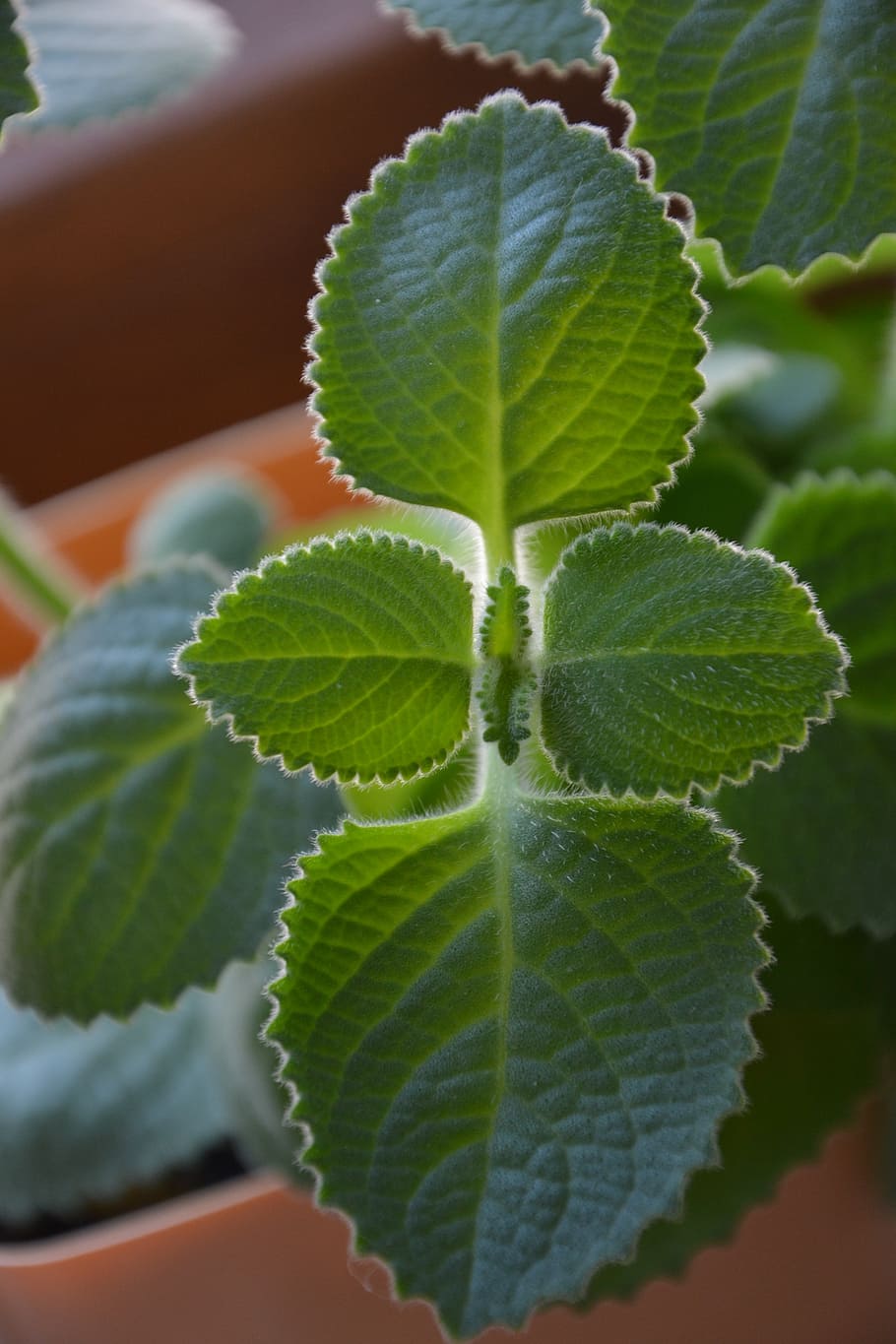 mint, herb, herbs, tea, plant, plants, green, leaf, plant part HD wallpaper