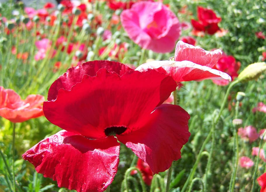 Hadji, Crop, Summer, red, flower, petal, flower head, plant HD wallpaper