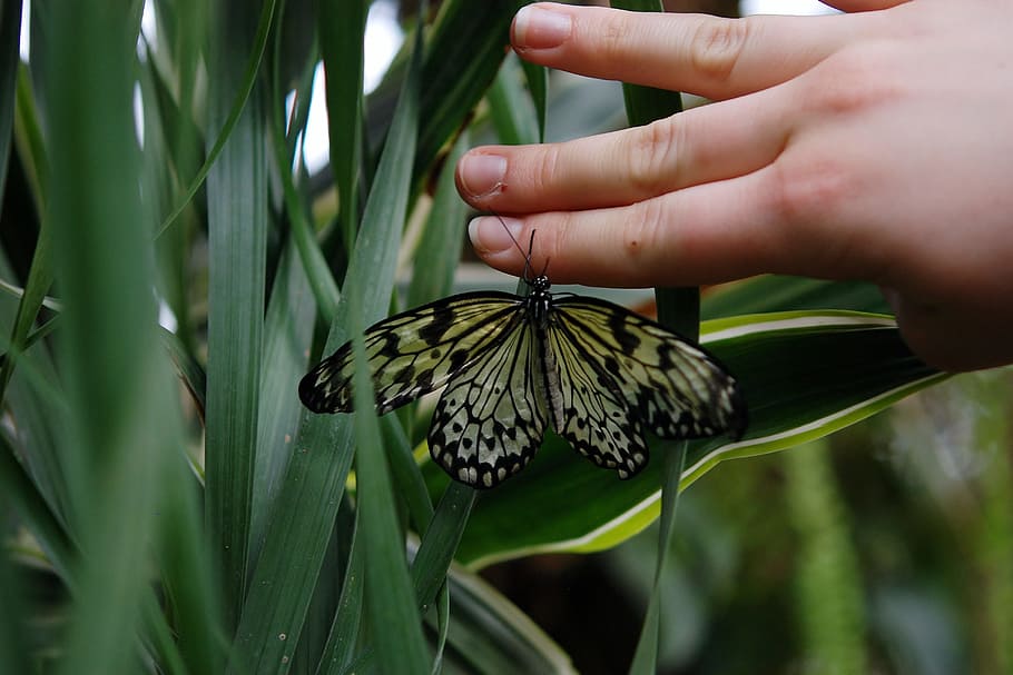 Butterfly, Animal, Hand, Papilio Machaon, wildlife, pattern, HD wallpaper