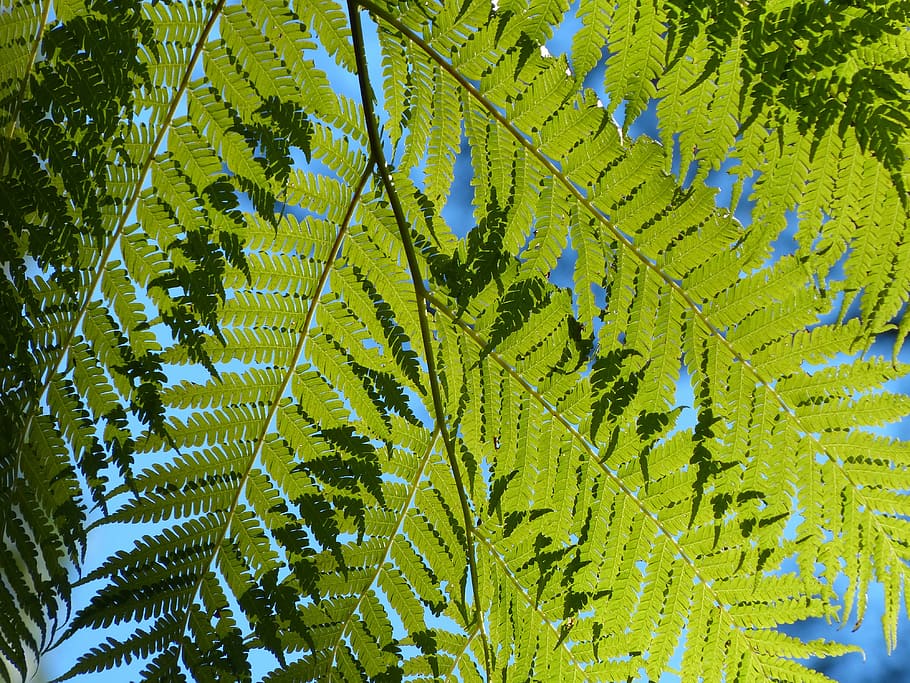 ferns, green, leaves, leafy, plants, foliage, flora, branches HD wallpaper