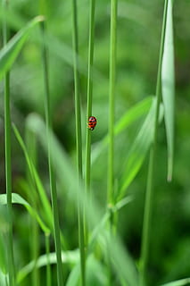 ladybug, green, nature, leaf, leaves, insect, beetle, lucky charm HD wallpaper