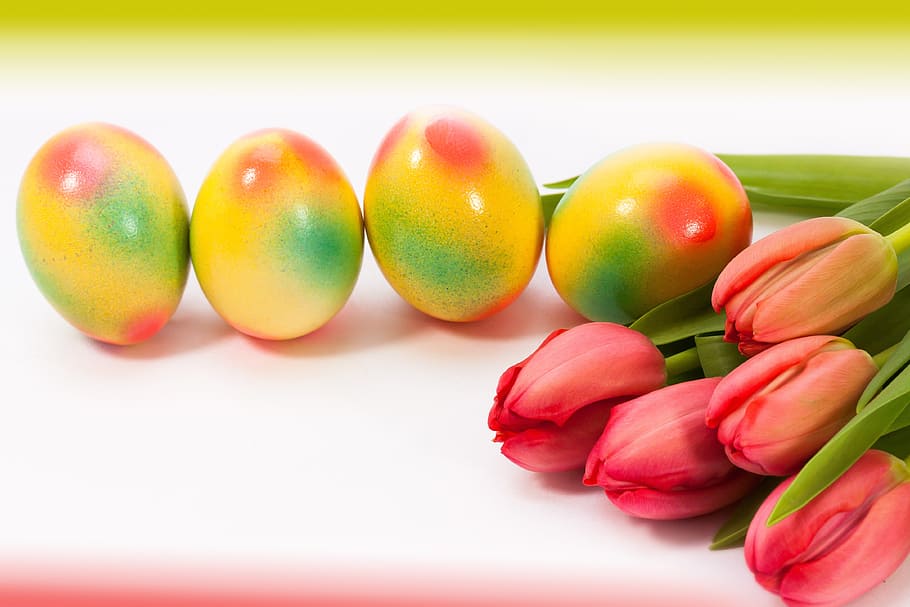 yellow eggs and red tulips on white surface, easter egg, spring HD wallpaper