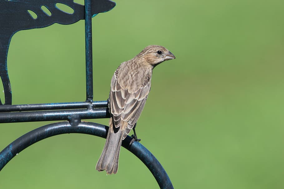 bird, finch, house finch, female, perched, nature, animal, wild