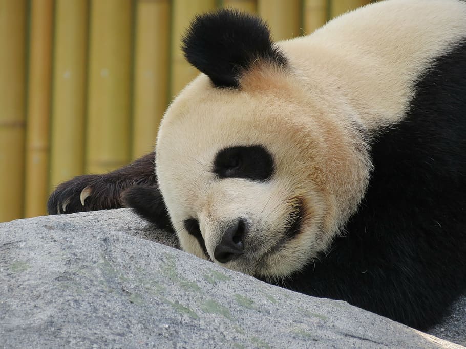 Panda lying on gray rock, bear, sleeping, animal, panda - Animal HD wallpaper