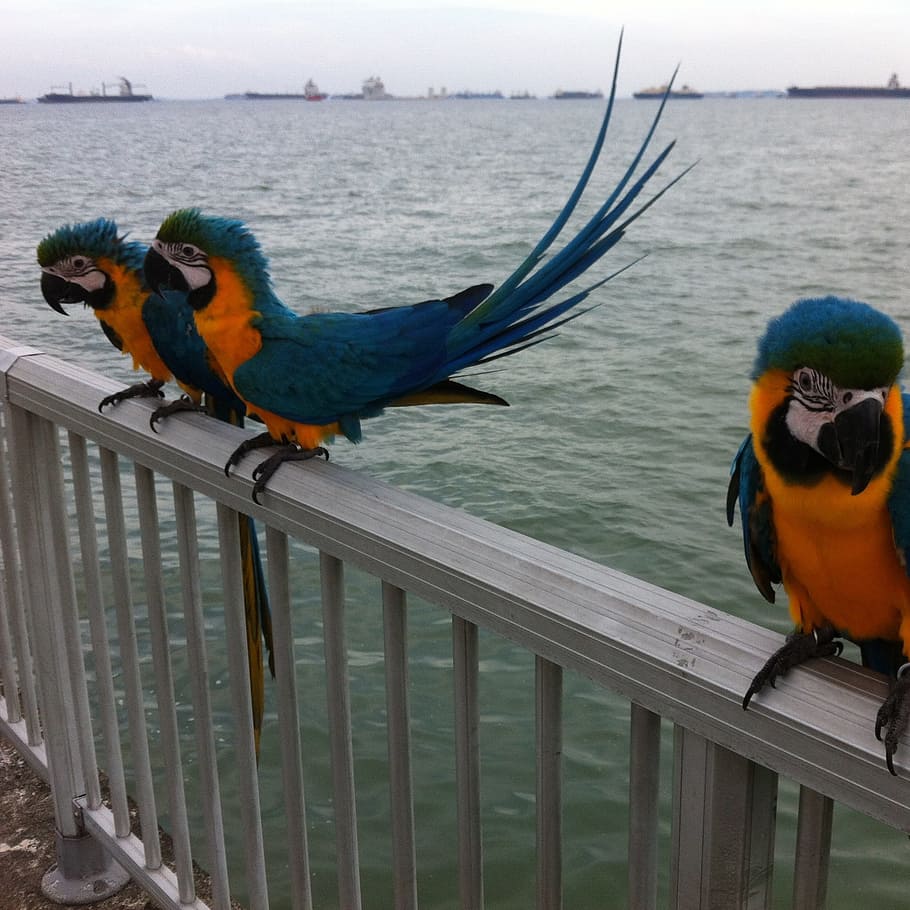 Parrots, Ocean, Birds, animal, macaw, nature, feather, pets HD wallpaper
