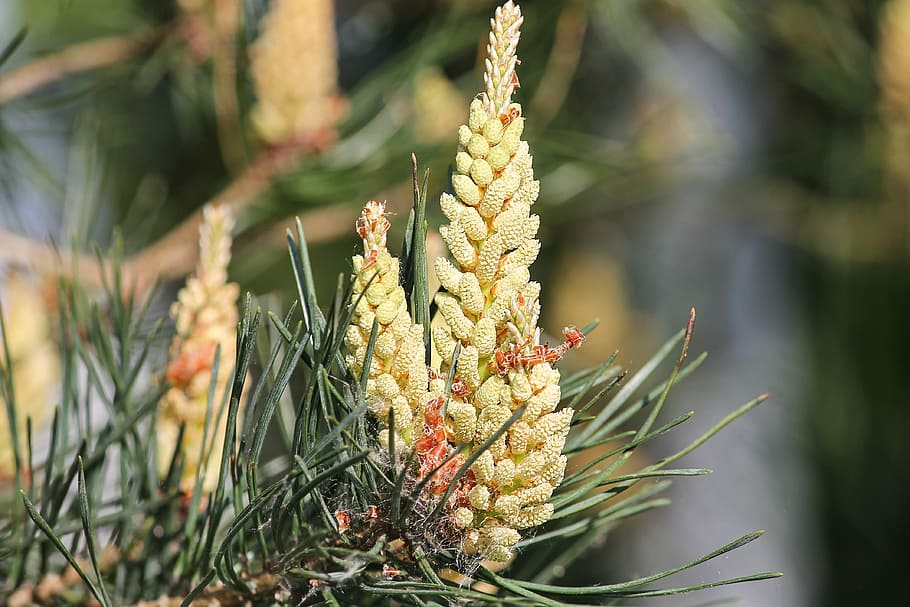 pine tree flower, tap, small, young, shoots, grow, growth, nature HD wallpaper