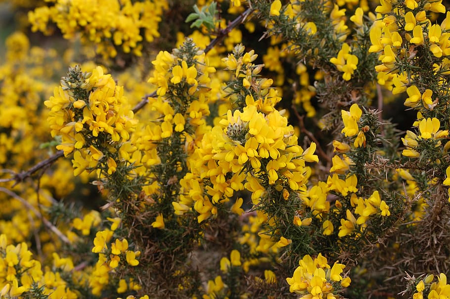 broom, flower, nature, yellow, spring, gorse bush, flowering plant, HD wallpaper