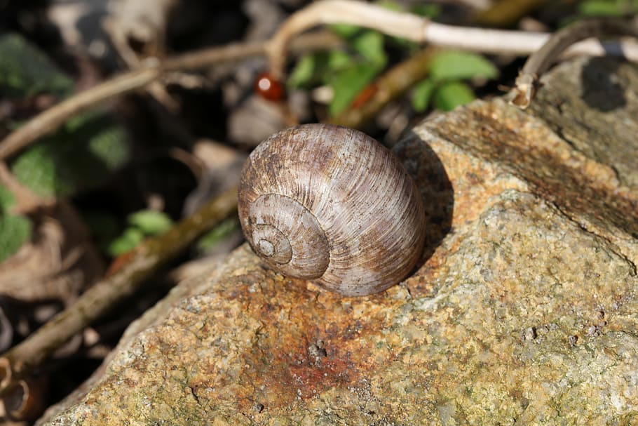 conch, worm, spring, stone, nature, animal wildlife, animal themes HD wallpaper