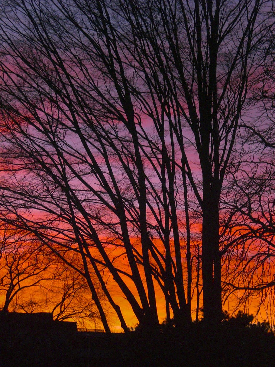 trees, sunset, twilight, evening sun, mood, silhouette, citizens park HD wallpaper