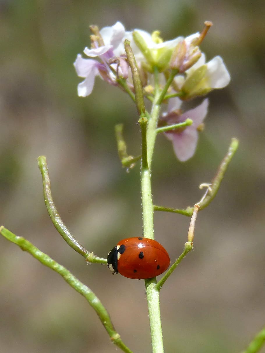 ladybug, flower, ravenissa, spring, plant, invertebrate, close-up HD wallpaper