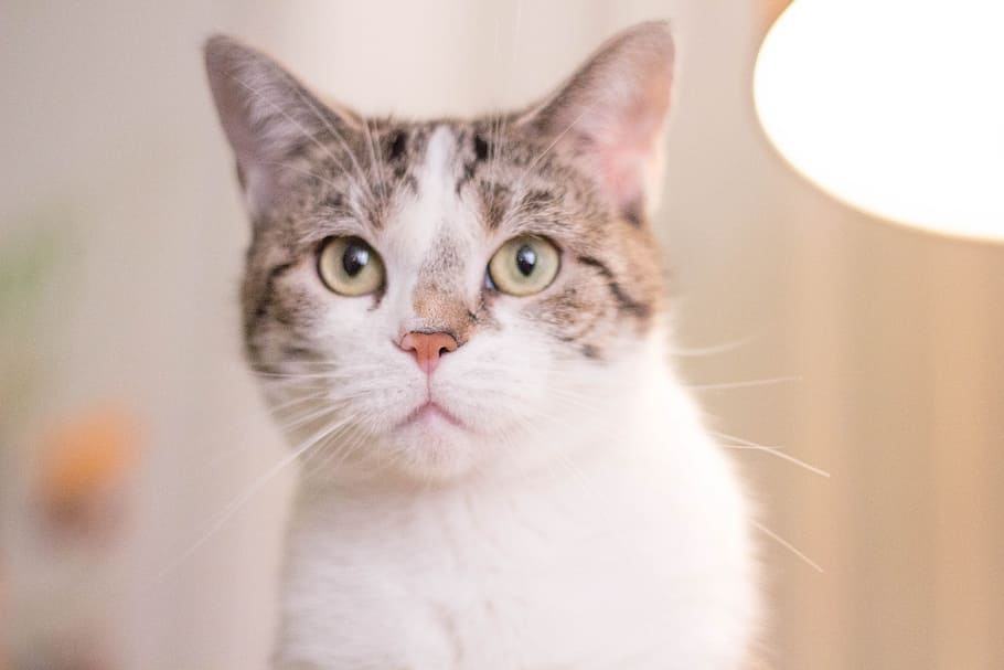 silver tabby cat, Kitty, Kitten, domestic cat, pets, looking at camera HD wallpaper