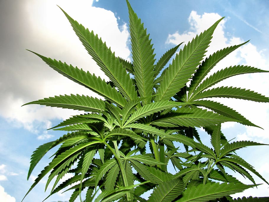 cannabis plant, marijuana, herb, hemp, weed, green, haze, cultivation, HD wallpaper