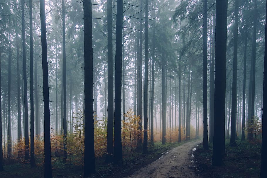 brown pathway surrounded by trees, forest, fogs, daytime, plant HD wallpaper