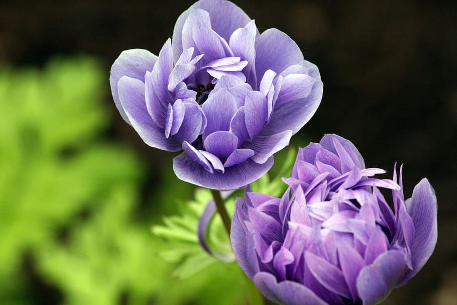 selective focus photography of purple petaled flower, ranunculus, HD wallpaper