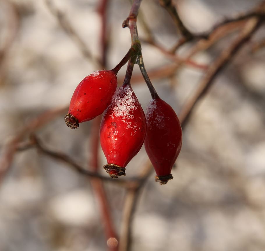 wintry, rose fruit, jam additional, rose hip, red, beautiful HD wallpaper